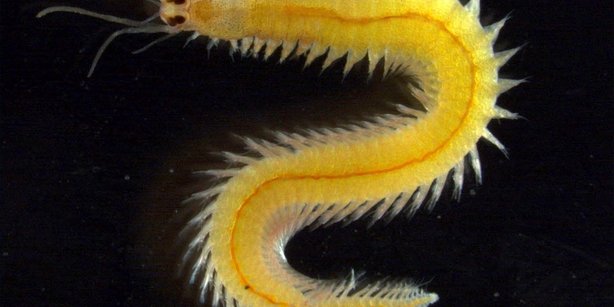 Picture of a marine bristleworm.