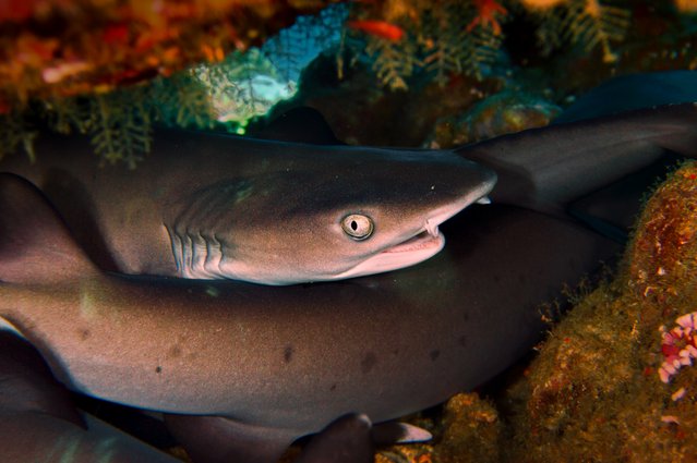 A group of whitetip reef sharks (Triaenodon obesus) resting under a table coral off the coast of Indonesia, one of the world's current hotspots of cartilaginous fish diversity. The highly diverse coastlines of these tropical waters provide ideal living conditions for a large number of rays and sharks