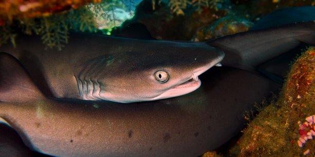 A group of whitetip reef sharks (Triaenodon obesus) resting under a table coral off the coast of Indonesia, one of the world's current hotspots of cartilaginous fish diversity. The highly diverse coastlines of these tropical waters provide ideal living conditions for a large number of rays and sharks