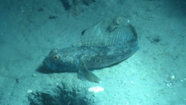 Picture of a black goby.