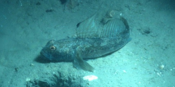 Picture of a black goby.