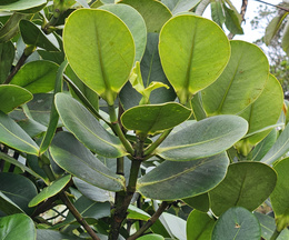 Picture of Clusia in the Monteverde cloud forest, Costa Rica.