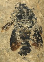 Picture of a newly discovered fossil bumblebee.