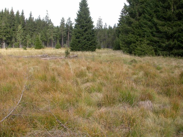 Picture of a habitat of MISO bacteria - Wetland soil.