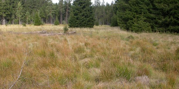 Picture of a habitat of MISO bacteria - Wetland soil.