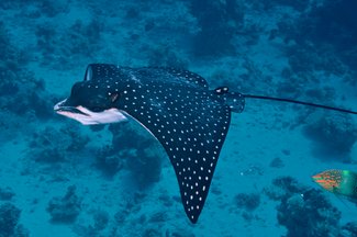 Picture of a young spotted eagle ray.