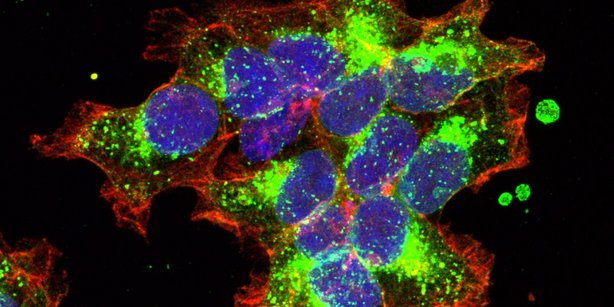 Picture of a cluster of cells, which were used for the experiments.
