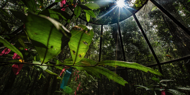 Abb. 1: Bild der offenen Kammer für das Experiment im zentralen Amazonasgebiet.
