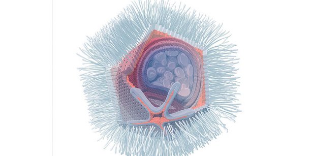 Illustration des Naegleriavirus