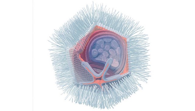 Illustration des Naegleriavirus