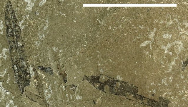  Fossile Blätter der Furcula granulifer aus der späten Trias, Grönland, scale bar = 5cm.