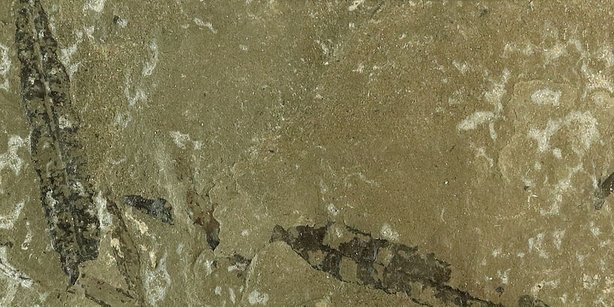  Fossile Blätter der Furcula granulifer aus der späten Trias, Grönland, scale bar = 5cm.