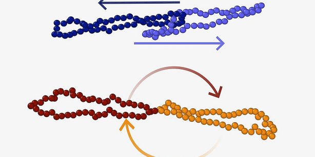 Schematische Darstellung des Poly[2]catenan Gradient-Tumbling und Slip-Tumbling mit Ringpolymeren.