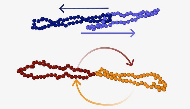 Schematische Darstellung des Poly[2]catenan Gradient-Tumbling und Slip-Tumbling mit Ringpolymeren.