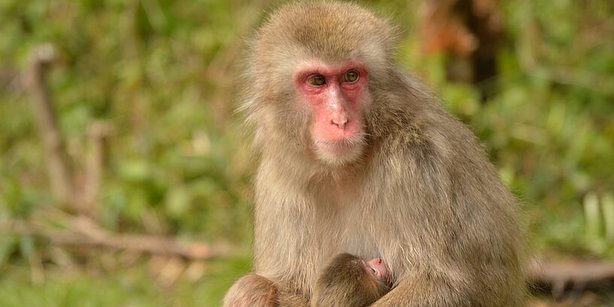 Japanmakaken-Weibchen stillt ihr wenige Tage altes Jungtier. 