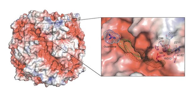 Bakterium Comammox