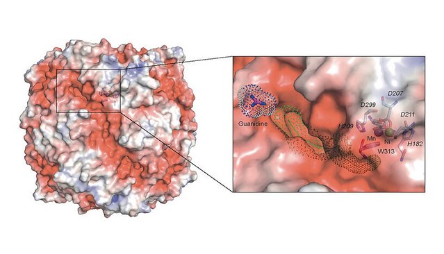 Bakterium Comammox