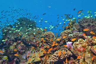Picture of a coral reef.