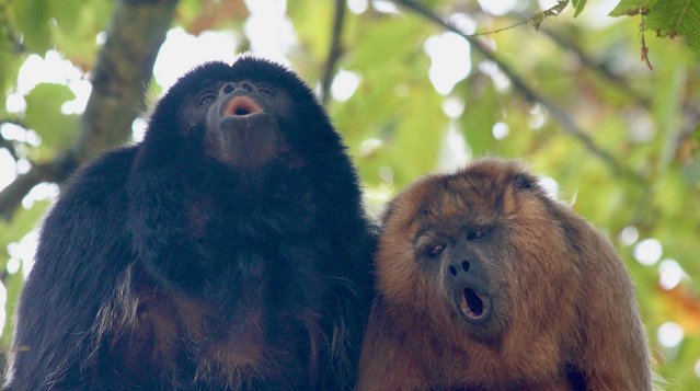 Two howler monkeys. One is black, the other one is golden-brown.