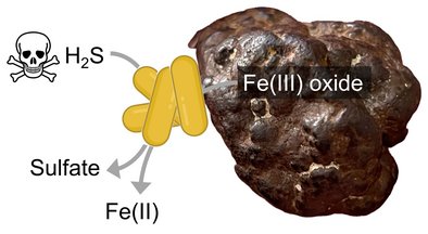Picture of a scheme of MISO bacteria on an iron(III) oxide mineral particle.