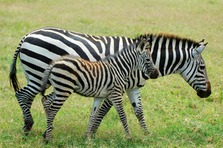 Picture of a zebra with its foal.