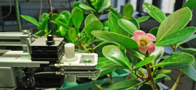 Picture of a photosynthesis measurement on the Clusia minor tree.