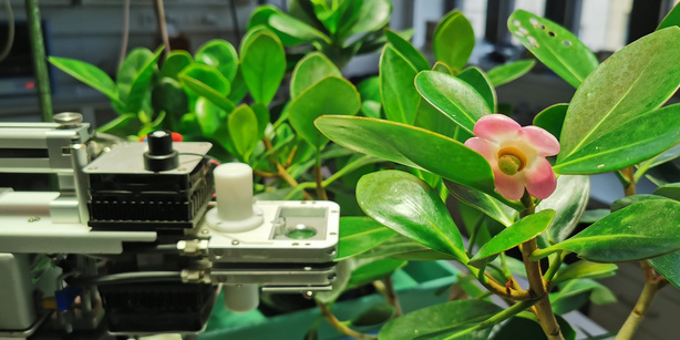 Picture of a photosynthesis measurement on the Clusia minor tree.