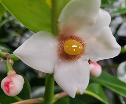 Picture of the flower of Clusia grandiflora.