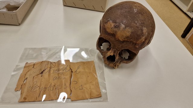 The cranium from the Ephesos Octagon in the Collection of the Department of Evolutionary Anthropology, University of Vienna. The yellowed note coming with it says: "Skull from Ephesus"