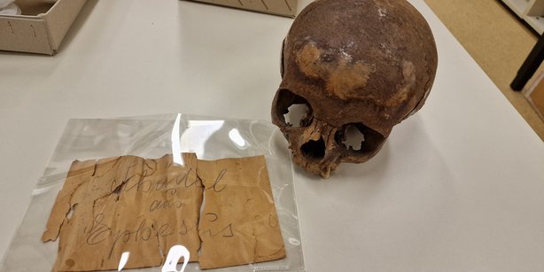 The cranium from the Ephesos Octagon in the Collection of the Department of Evolutionary Anthropology, University of Vienna. The yellowed note coming with it says: "Skull from Ephesus"