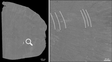 Picture of a fossil otolith under the electron microscope.