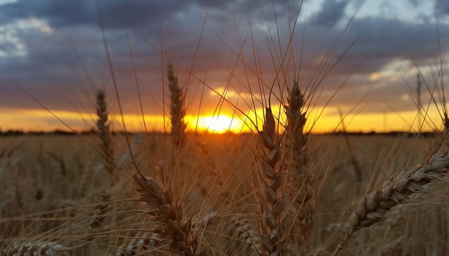 Picture of a wheat field,