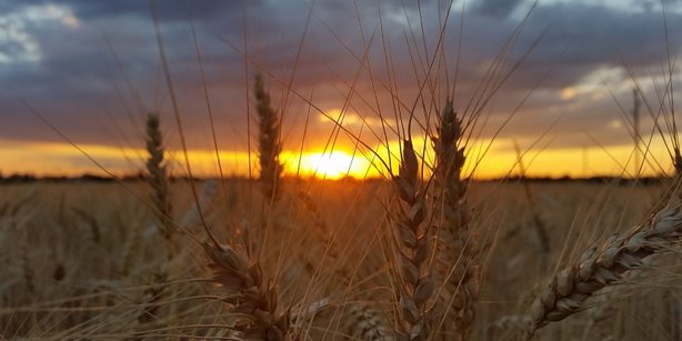 Picture of a wheat field,