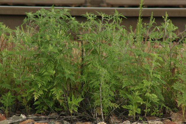 Bild von dem aus Nordamerika stammenden Ragweed.