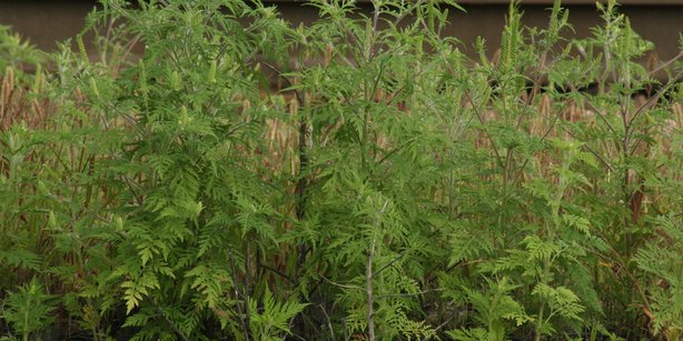 Bild von dem aus Nordamerika stammenden Ragweed.