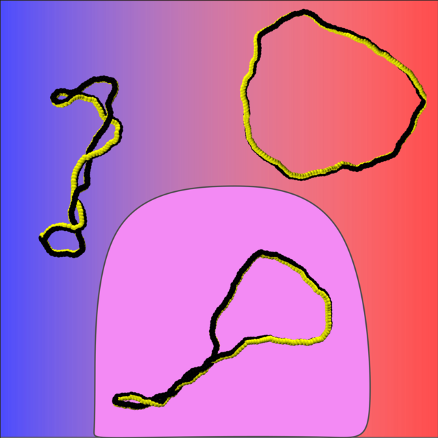 A sketch of the conformations of supercoiled ribbons in dependence of the electric charge.