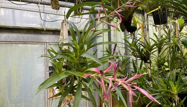 Die Pflanze Tillandsia fasciculata