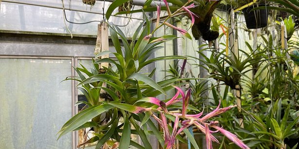 Die Pflanze Tillandsia fasciculata