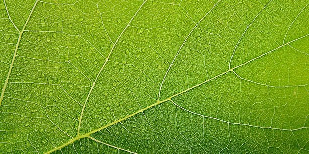 Ein Blatt