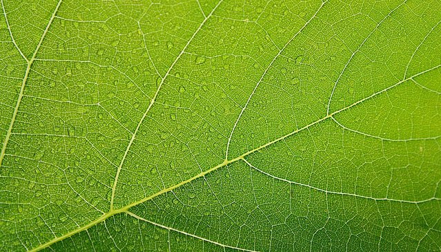 Ein Blatt