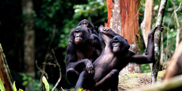 Eine Affenfamilie