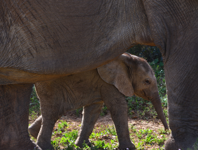 Picture of an elephant calf.