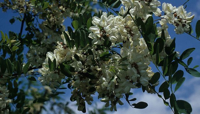 Blüten der Natur
