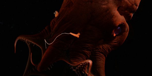 Picture of a vampire squid (Vampyroteuthis sp.).