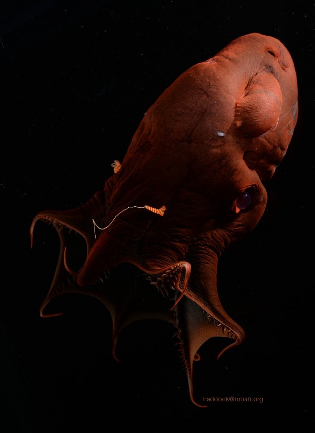 Picture of a vampire squid (Vampyroteuthis sp.).