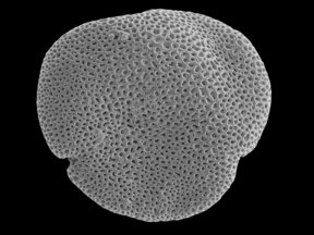 Picture of a scanning electron microscope image of pollen extracted from the fossilised flower.