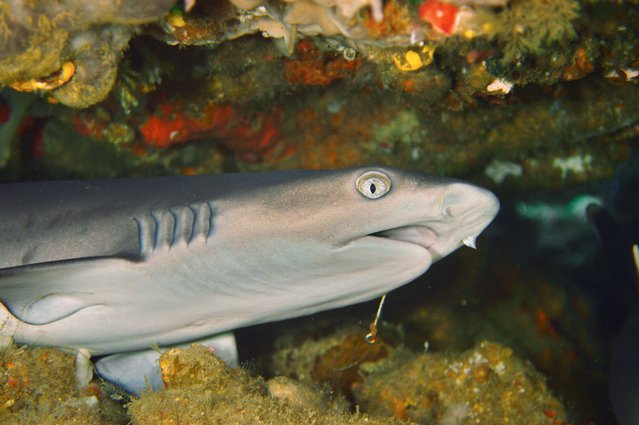 Picture of a young whitetip reef shark.