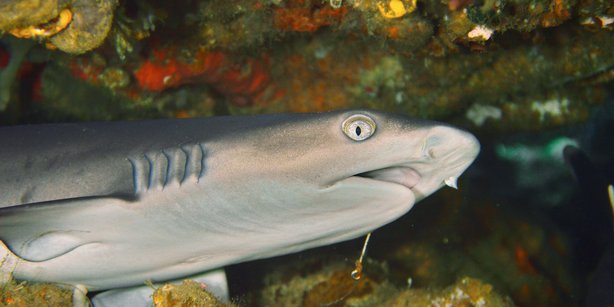 Picture of a young whitetip reef shark.