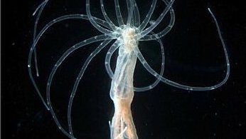 Adult polyp of the sea anemone Nematostella vectensis.
