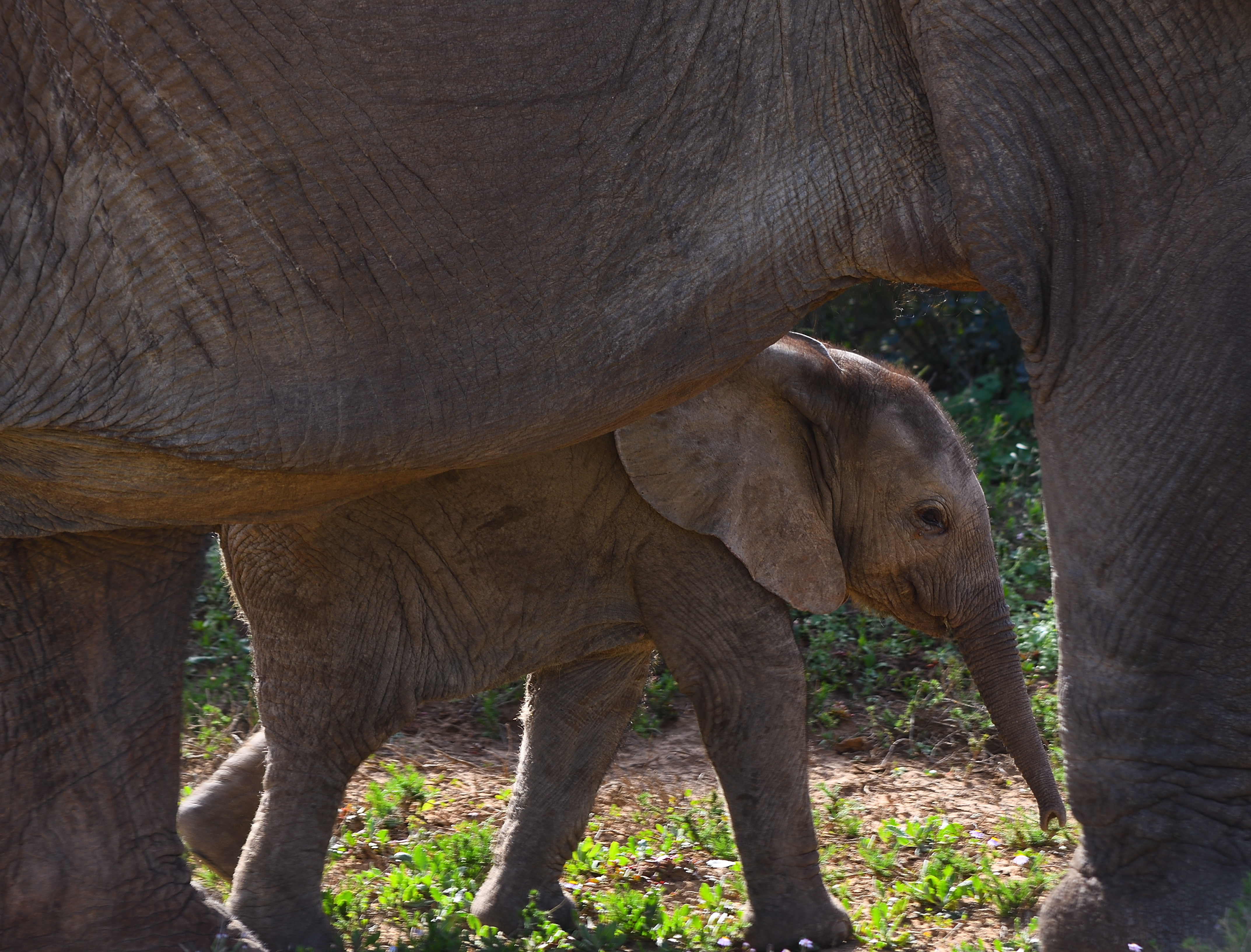 Picture of an elephant calf.